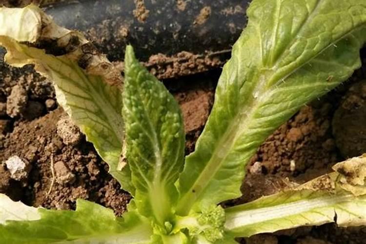 绿意盎然：叶菜生产管理的艺术与科学