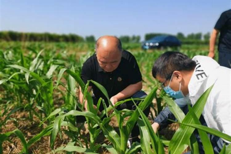 守护金黄希望：玉米等作物虫害防治警报