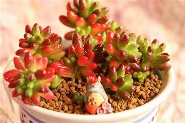 虹之玉的救星：战胜茎腐病的智慧与耐心