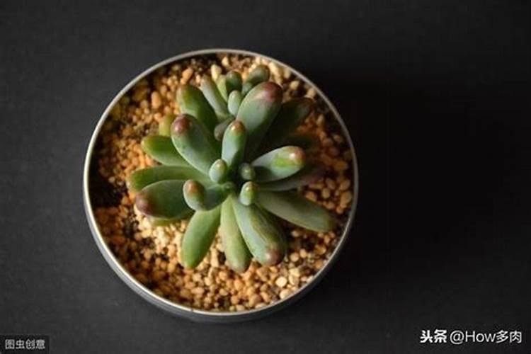 虹之玉的救星：战胜茎腐病的智慧与耐心