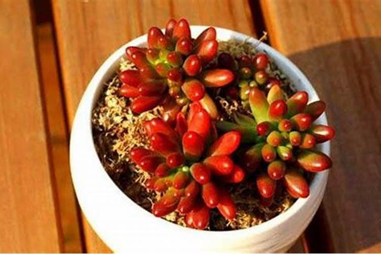 虹之玉的救星：战胜茎腐病的智慧与耐心