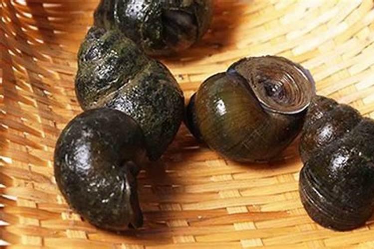 田螺壳是不是磷肥做的？