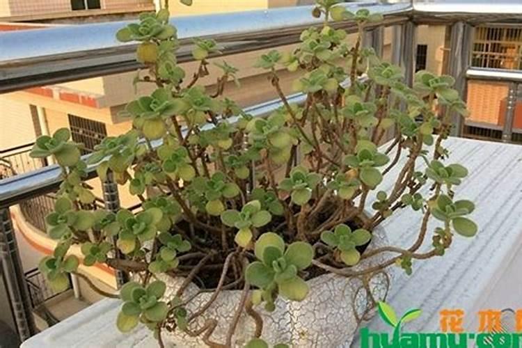 碰碰香干叶子怎么解决？碰碰香干叶子怎么办