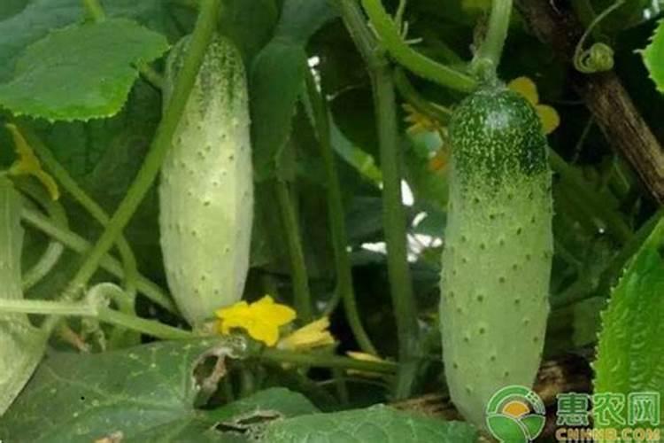 许多黄瓜花不结果的原因是？