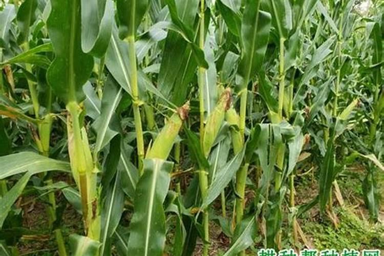 玉米使用除草剂难除杂草的原因是什么？