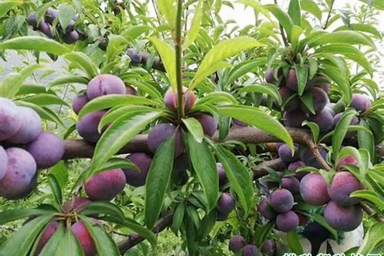 李子树种植管理要点：春日的智慧与实践