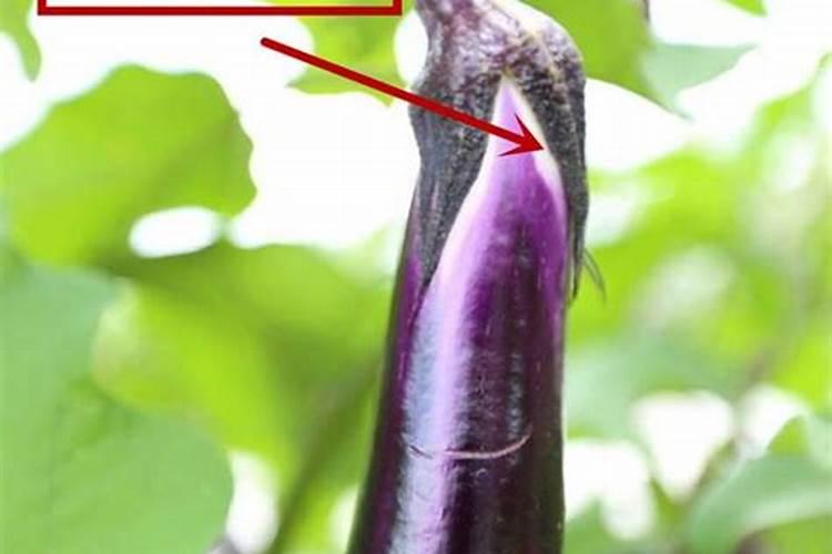 茄子长弯是什么原因？农户们该如何应对？
