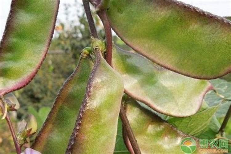 扁豆叶点霉斑点病需喷何农药来防治？