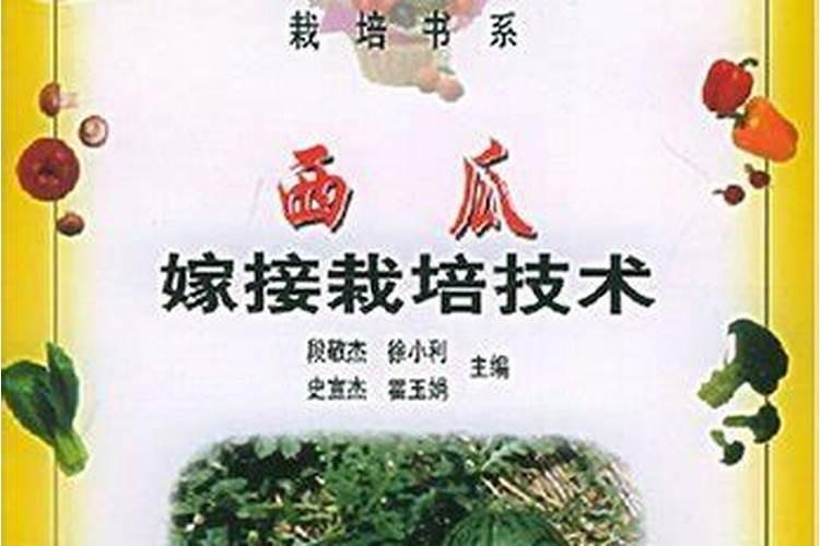 绿色未来：保护地西瓜嫁接栽培技术的探索与实践