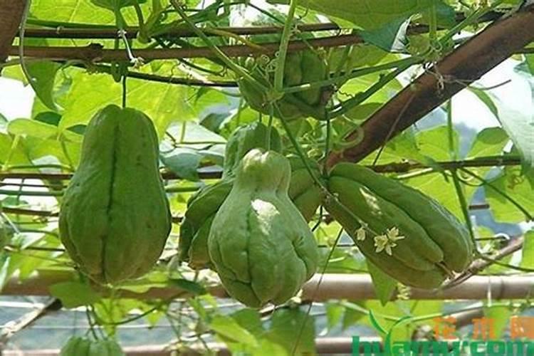 佛手瓜的种植方法？