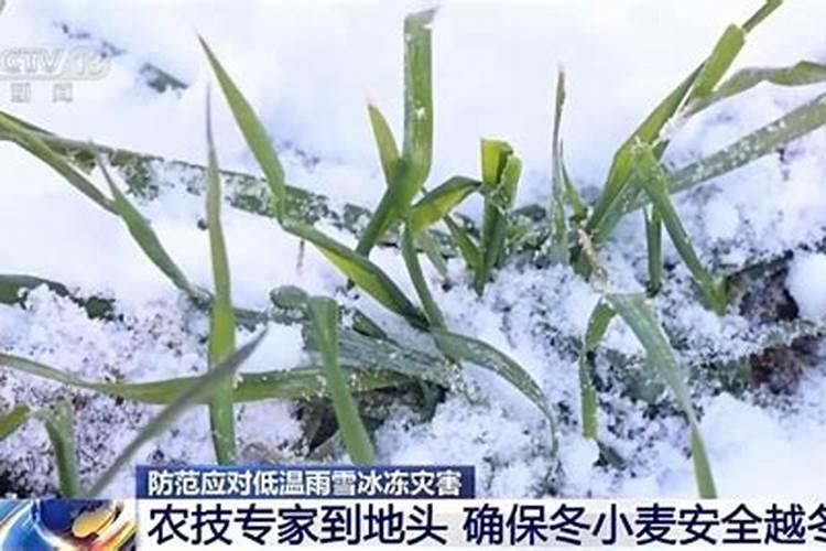 冬季灾害天气棚菜应对方式？