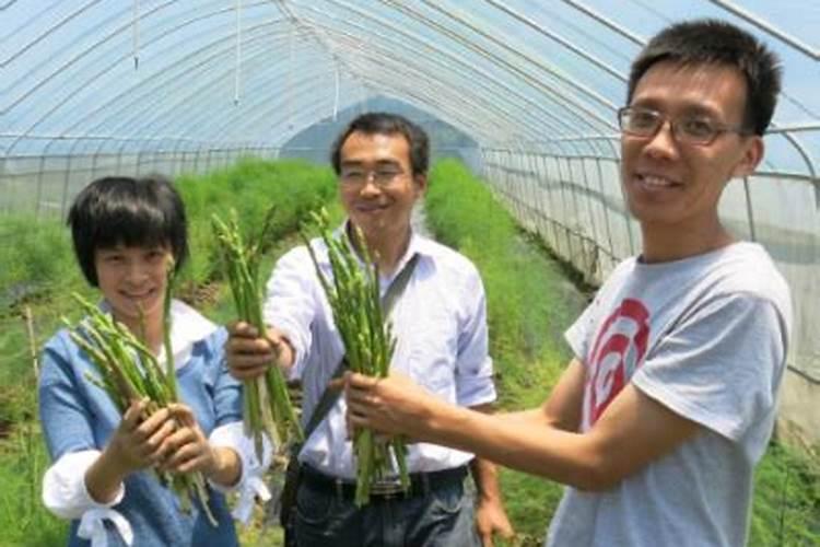 绿色守护：芦笋病虫害防治的策略与实践