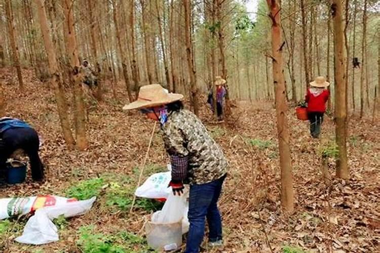 水溶肥可以拉沟散施吗农村土地？