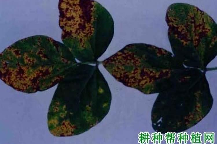 大豆褐纹病如何综合防治？