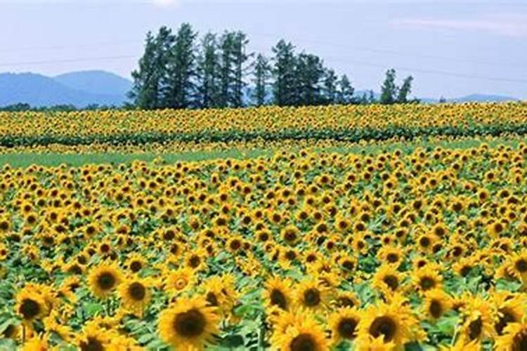 太阳花种植全攻略：掌握关键注意事项，绽放金黄辉煌