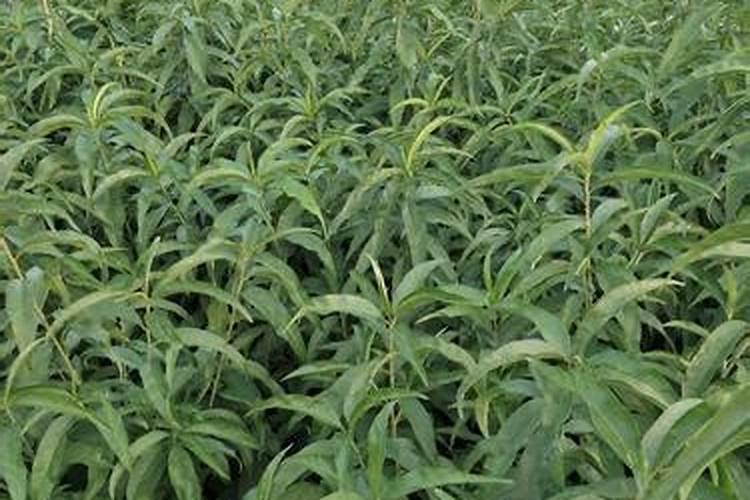 掌握杨桃树种植技术实现健康丰收