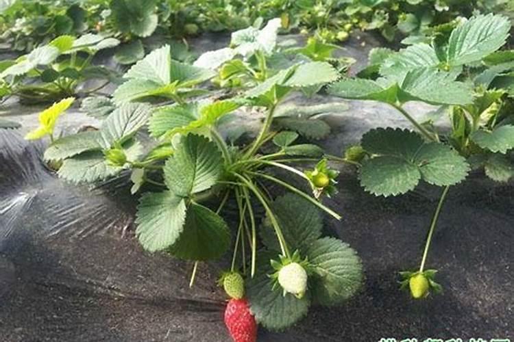 草莓苗缺氮怎么治疗？