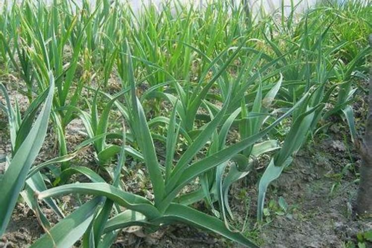 春季巧管理，大蒜保收成
