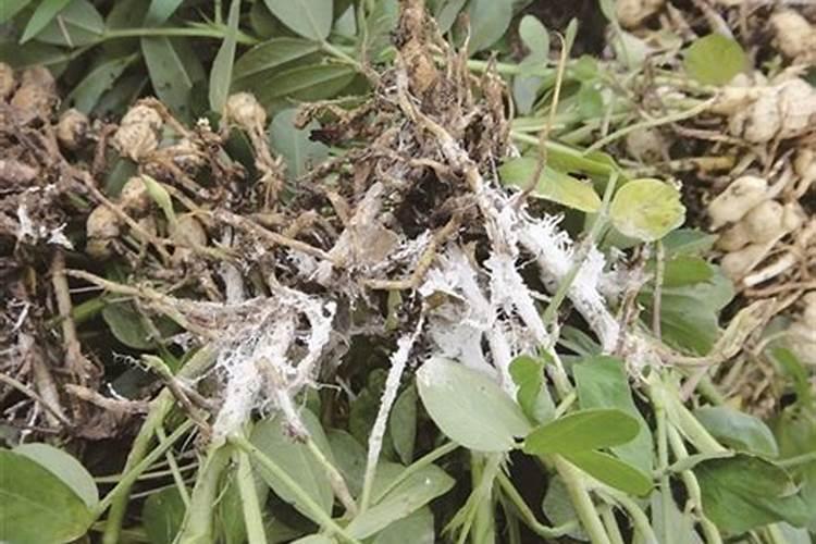 桂花白绢病的防治：守护芳香之源