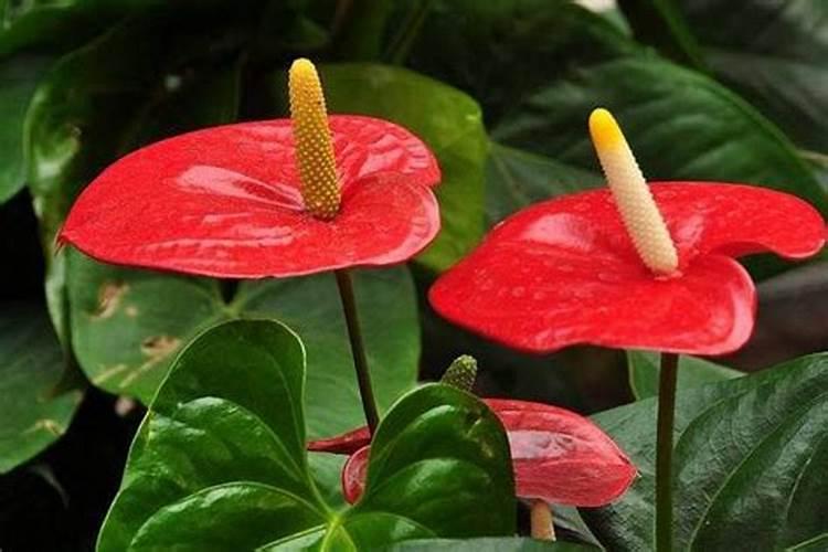 红掌花的养护秘籍：半月施肥一次，确保充足光照
