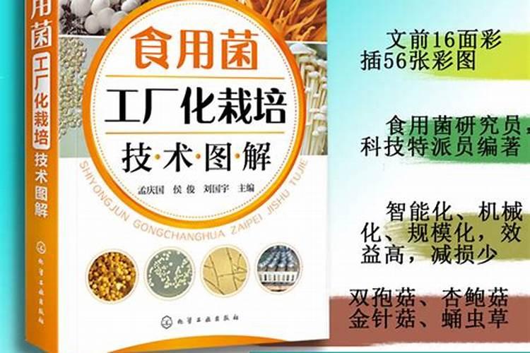 揭秘金针菇的栽培之旅：从零开始的白色奇迹