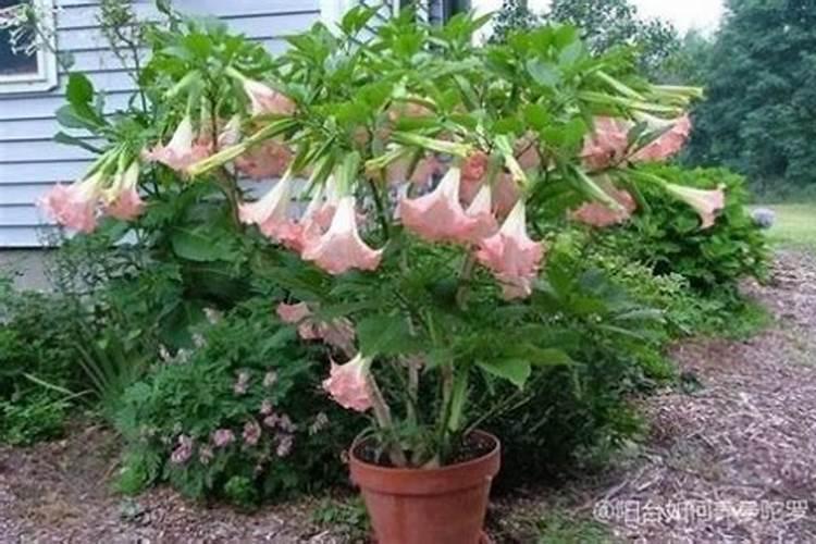 曼陀罗花药培养：掌握关键要素，迈向成功之路