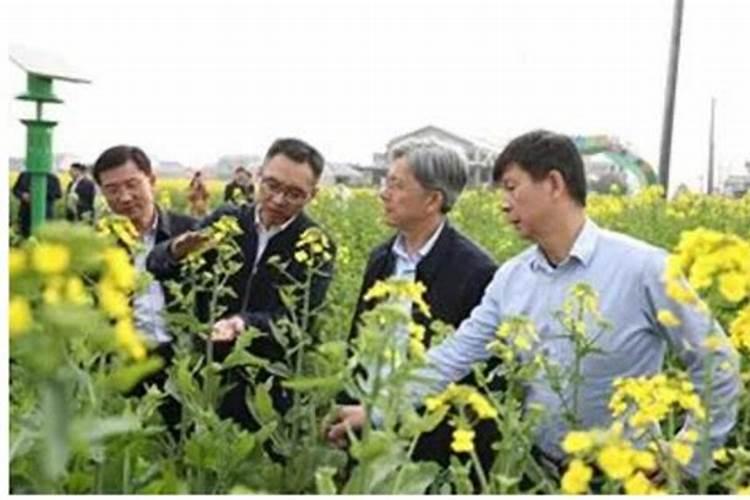 冬油菜关键时期蚜虫防治的策略与实践