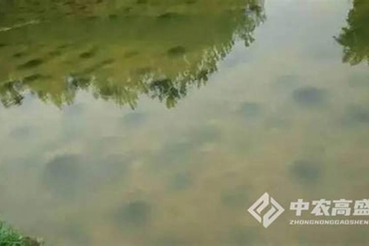 水田里的黄金：掌握水产肥的正确施用方法？