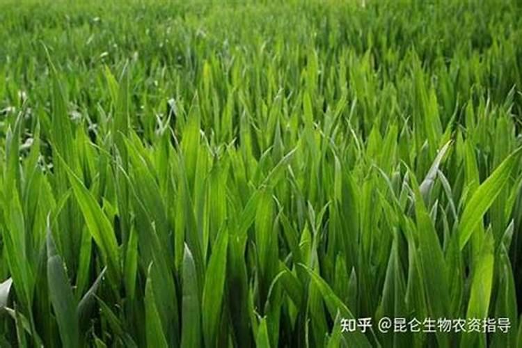小麦纹枯病发病原因？