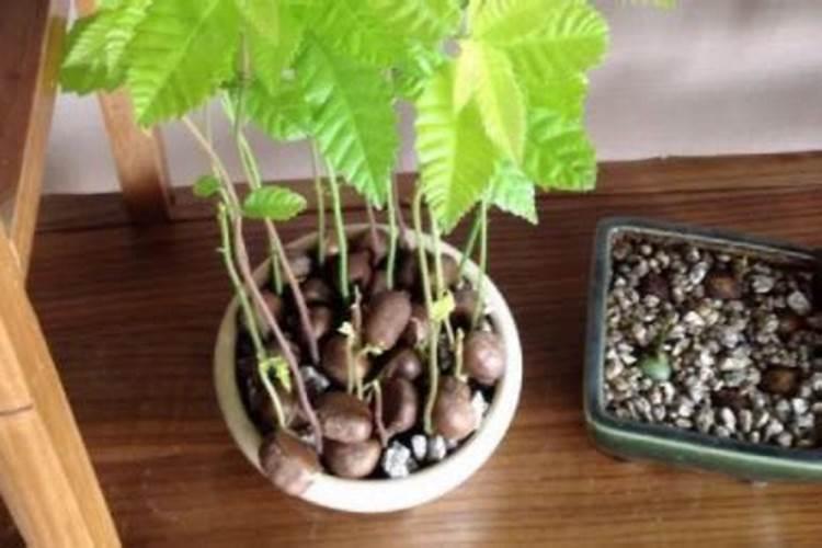 揭秘板栗保鲜秘籍：防止发芽的小妙招