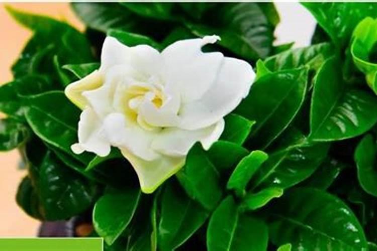 栀子花的栽培与管理技术要点
