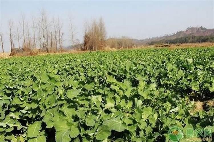 碱地用什么叶面肥最好？