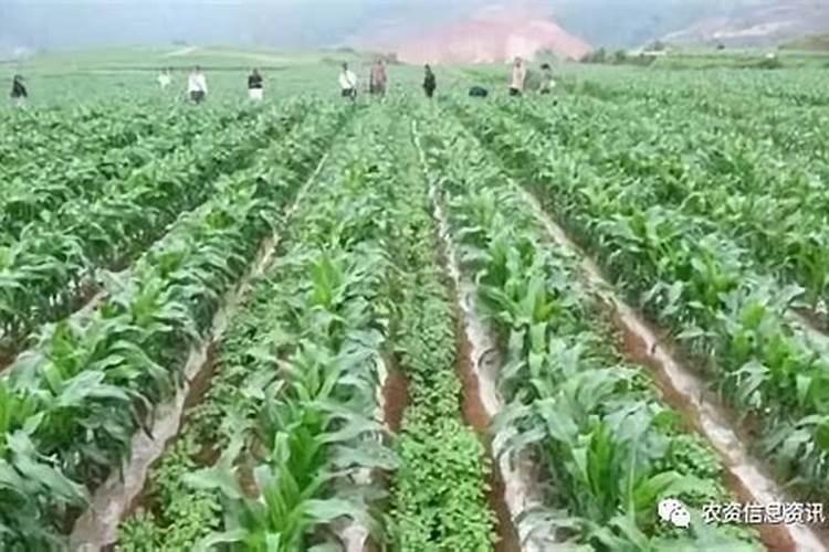 共生共荣：山药与棉花的套种技术探秘