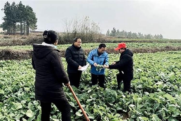 科学施肥，为油菜越冬保驾护航