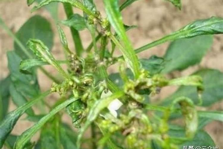种植时种子先消毒能阻止辣椒病毒病吗？