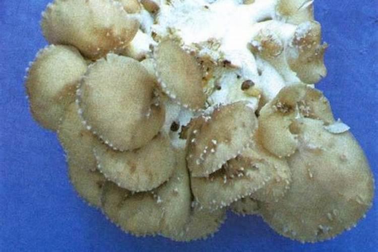 平菇几种主要病害的症状？