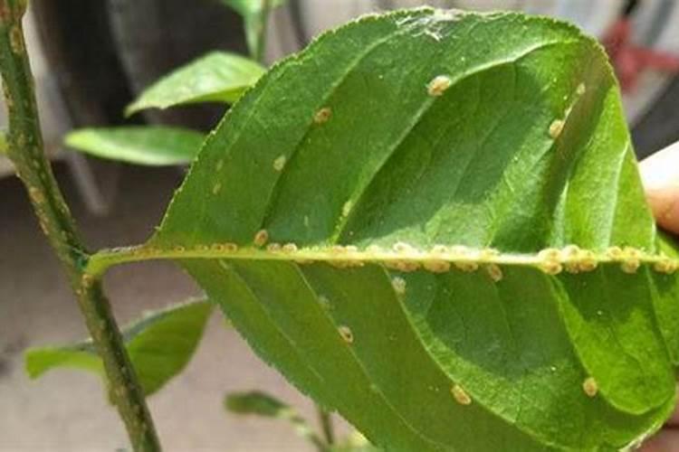 守护绿意盎然：介壳虫防治的有效策略