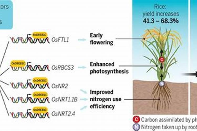 水稻种植的科学管理：迈向高产高效之路