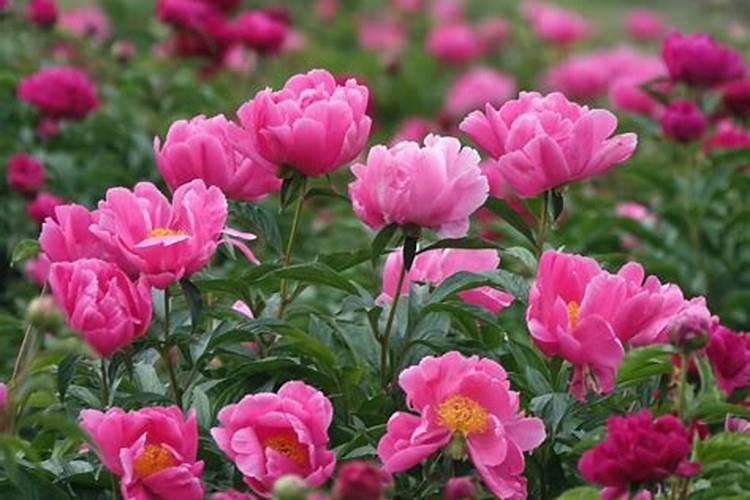 夏日里的绽放：芍药花的细致管理手册
