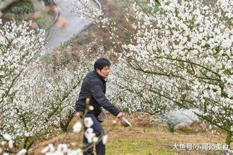 绿意盎然：掌握青梅施肥的黄金法则