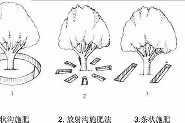 绿意盎然：掌握青梅施肥的黄金法则