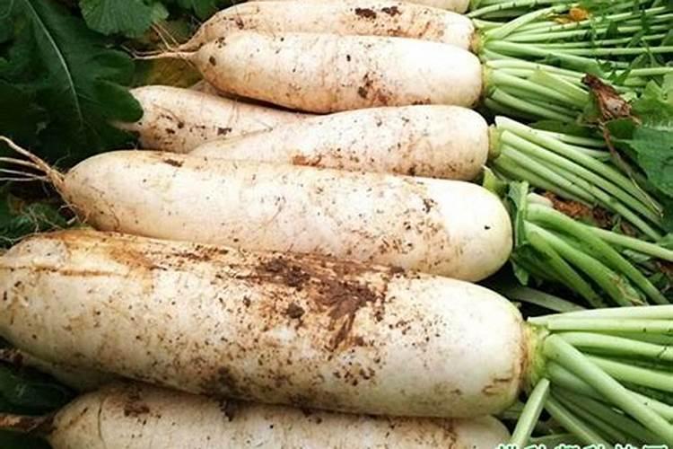 逆季节而行：掌握反季节萝卜栽培的科学方法？