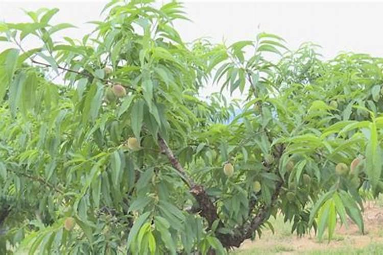 夏季桃园管理的关键步骤