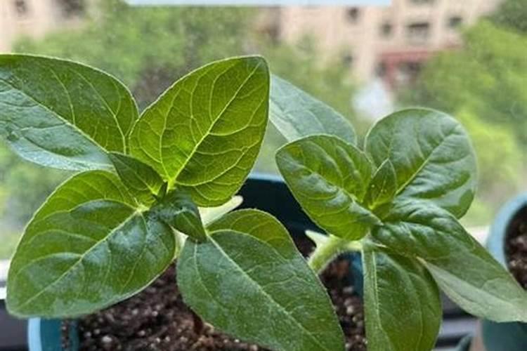 矮向日葵：点缀花园的微型阳光