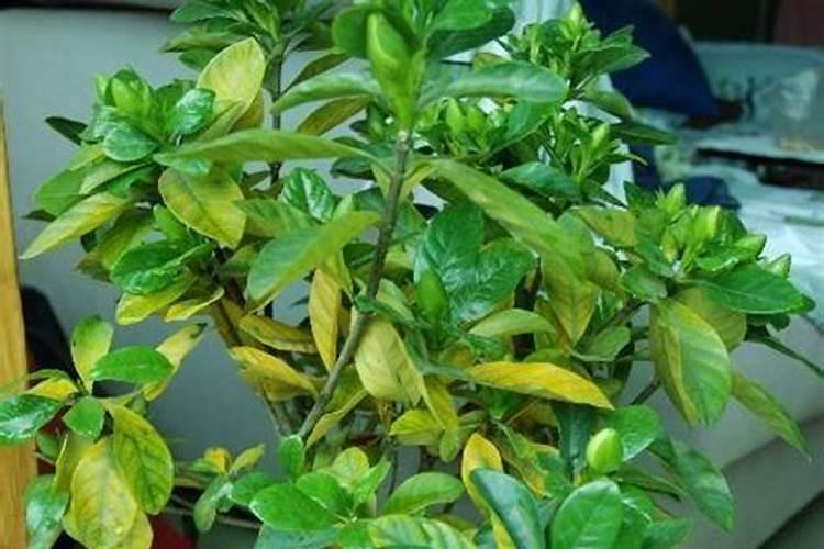 栀子花叶子发黄是什么原因？