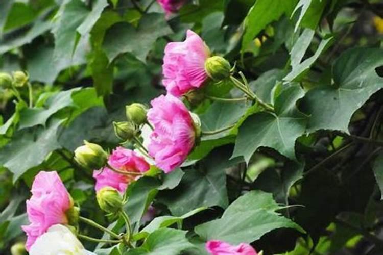 芙蓉是几月开的，养殖方法有哪些？