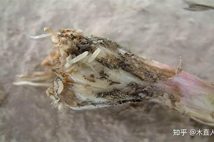 辨别蒜蛆和大蒜软腐病的方法和防治措施？