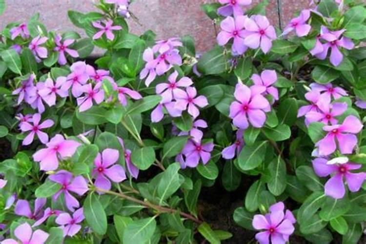 长春花叶子蔫了怎么办？——水分调节与综合护理指南