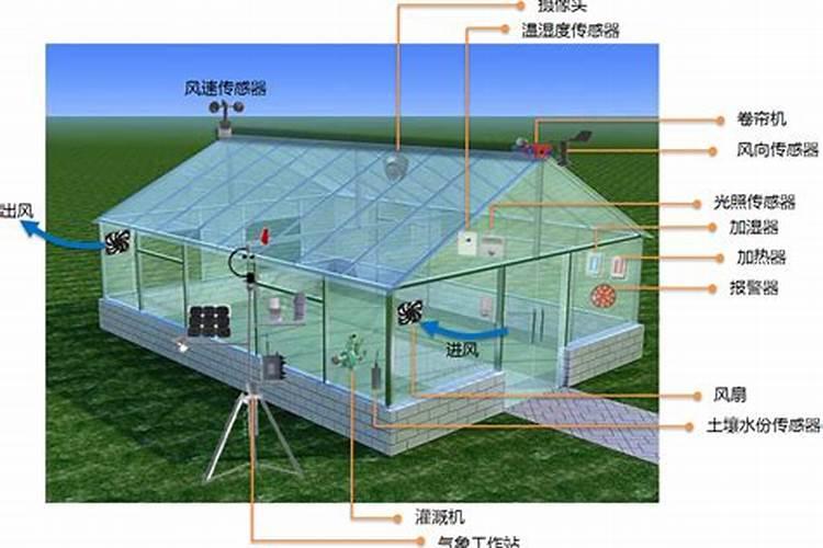 长春花叶子蔫了怎么办？——水分调节与综合护理指南