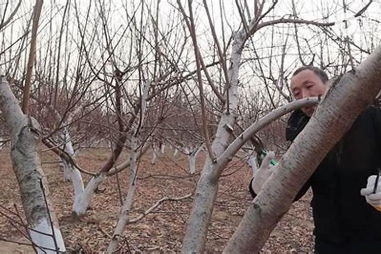 长春花叶子蔫了怎么办？——水分调节与综合护理指南